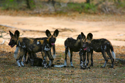 African Hunting Dog