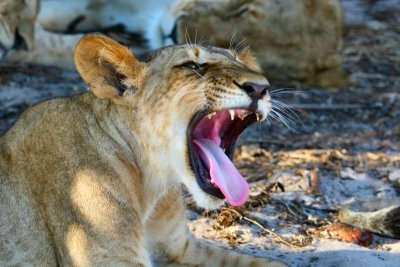 Selous Game Reserve