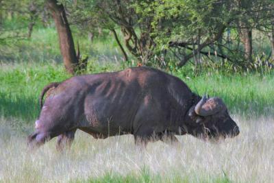 Cape Buffalo