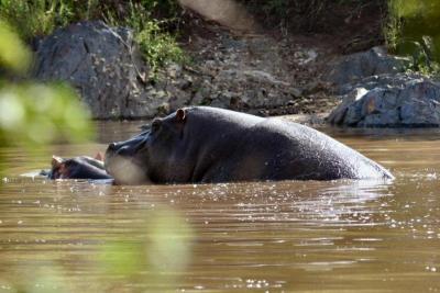 Hippo's Mating