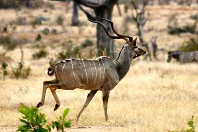 Kudu