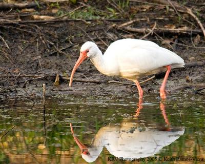 White Ibis with reflection.jpg