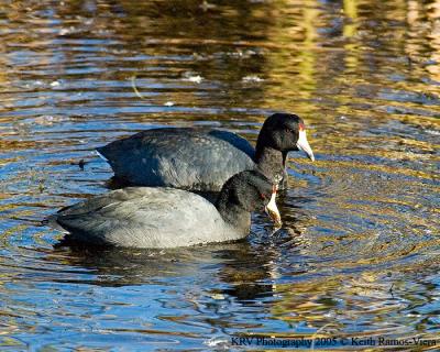 American Coots.jpg