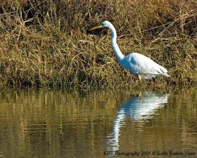 Great Egret.jpg