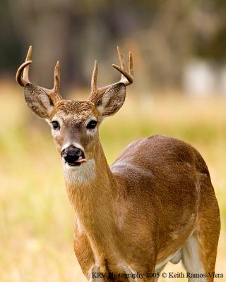 Deer & Elk