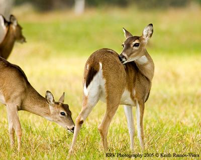 Deer & Elk