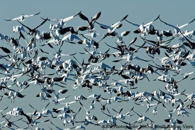 Snow Geese Flying Away.jpg
