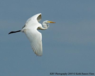 Great Egret in flight.jpg