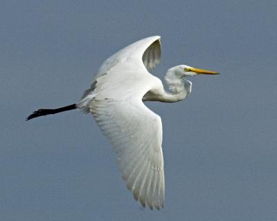 Great Egret in flight close-up.jpg