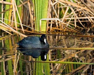 American Coot looking at reflection.jpg