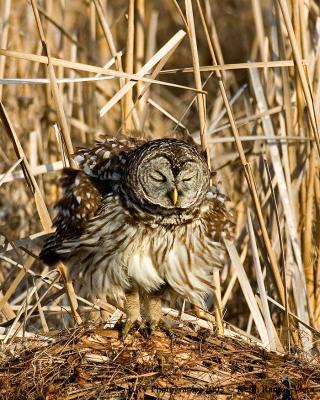 Barred Owl - San Bernard NWR.jpg