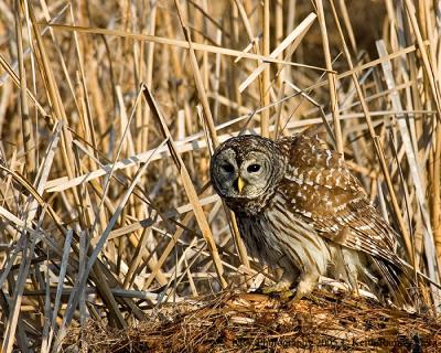 Barred Owl at San Bernard.jpg