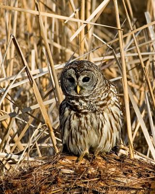 Barred Owl at San Bernard NWR.jpg