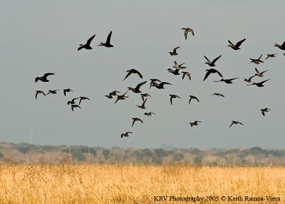 Flock of Ducks at San Bernard NWR.jpg