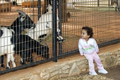 Kennealys showing her teeth to the goats.jpg