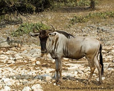 g3/94/543694/3/55056142.Wildebeast.jpg