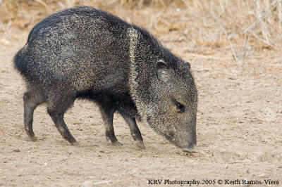 Peccary