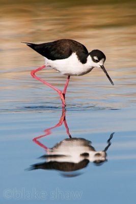 Black-Necked Stilt