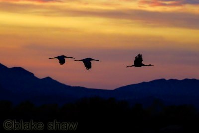 Sandhill Cranes
