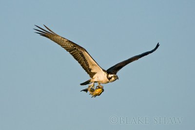 Osprey and Fish