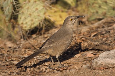 Curve-Billed Thrasher