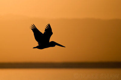 Brown Pelican