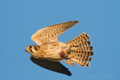 Kestrel (and half a mouse)