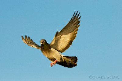 Rock Pigeon