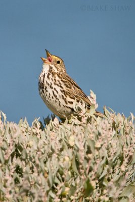 Belding's Savannah Sparrow