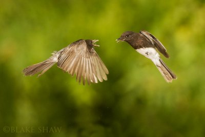 Black Phoebes