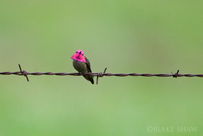 Anna's Hummingbird