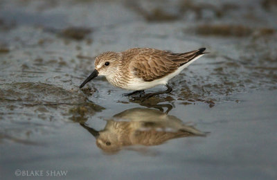 Western Sandpiper