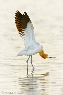 American Avocet