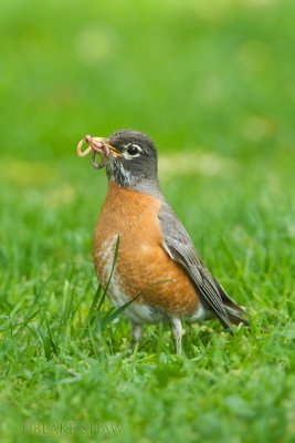 American Robin