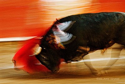 The Bullfight In Motion