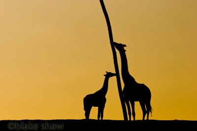 Wild Animal Park