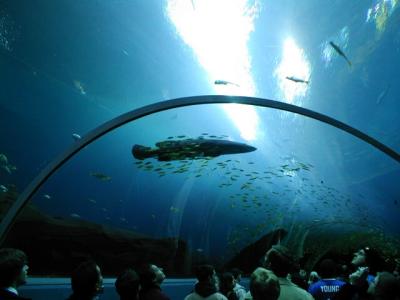 Goliath Grouper