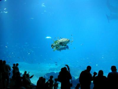 Goliath Grouper