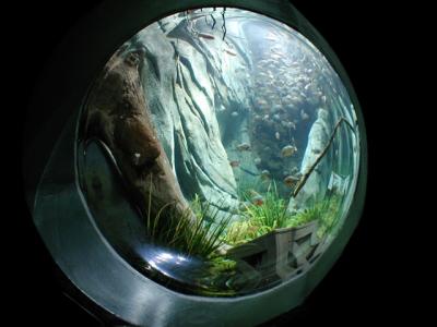 Pirahana Fish Tank