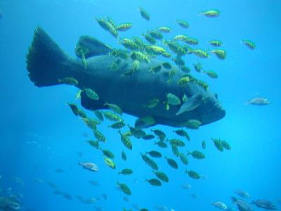 Goliath Grouper