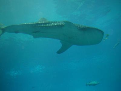 Whale Shark