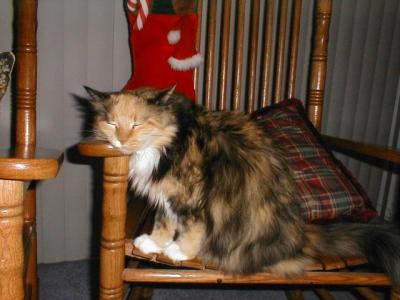 g3/94/575794/3/55968620.Buttercup_PC250008.jpg