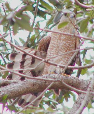 nesting pair