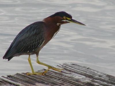 Green Heron