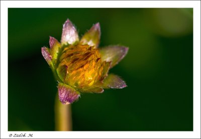 IMG_0077-2-M.jpg