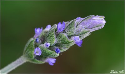 IMG_1419-11.jpg