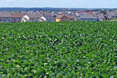 Beans To Housing 0975.jpg