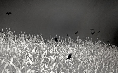 Blackbirds In The Corn 0030.jpg