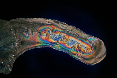 Psychedelic Penis 2063.jpg