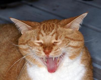Cat Yawn 8795.jpg